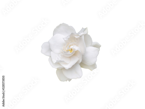 Gardenia jasminoides fragrant flower top view isolated transparent png
