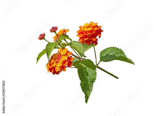 Lantana bright yellow orange tropical flowers branch isolated transparent png