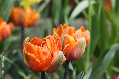 Tulip 