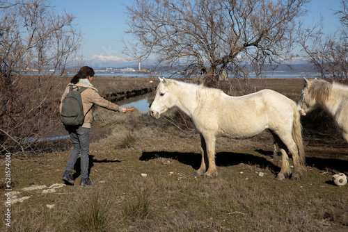 Professional photographerWoman Hiker Offering a Carrot to a Wild Camargue Horse on Delta of River Soca Isonzo in Italy