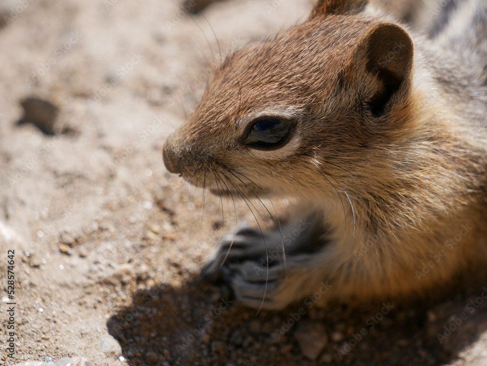 Naklejka premium chipmunk on a rock closeup