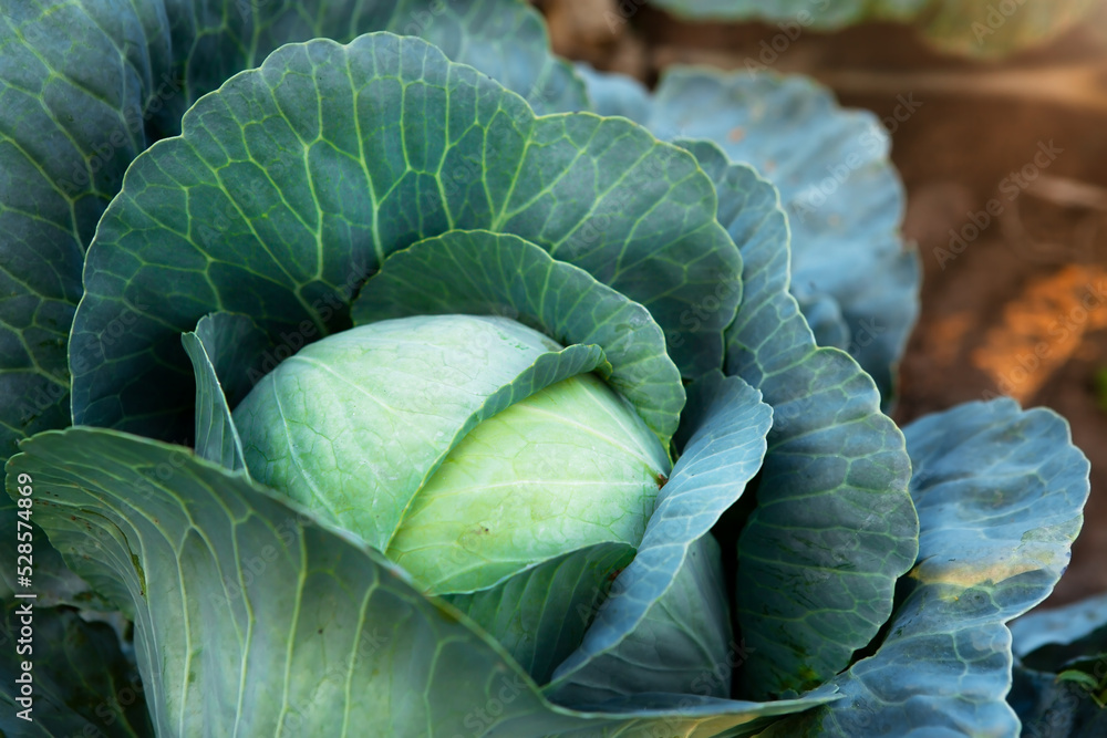 Obraz premium Fresh, white cabbage growing in a vegetable garden on a farm.