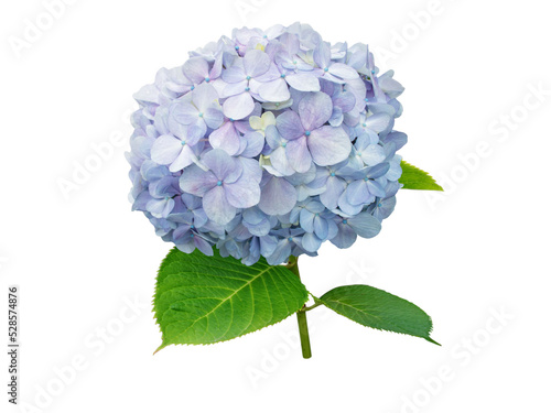 Hydrangea macrophylla flower isolated transparent png. Hortensia branch with light blue bloom.