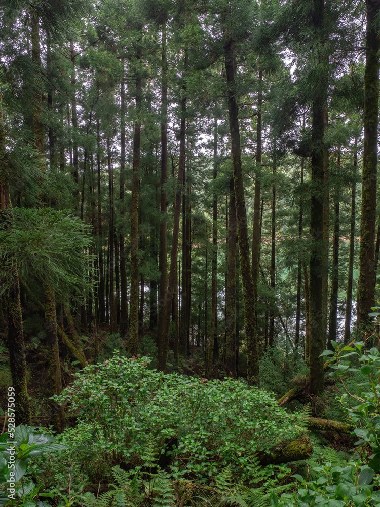 Dark empty forest with huge trees in isolated countryside during winter in são miguel island, azores, açores, portugal Dark empty forest with huge trees in isolated countryside during winter in são miguel island, azores, açores, portugal