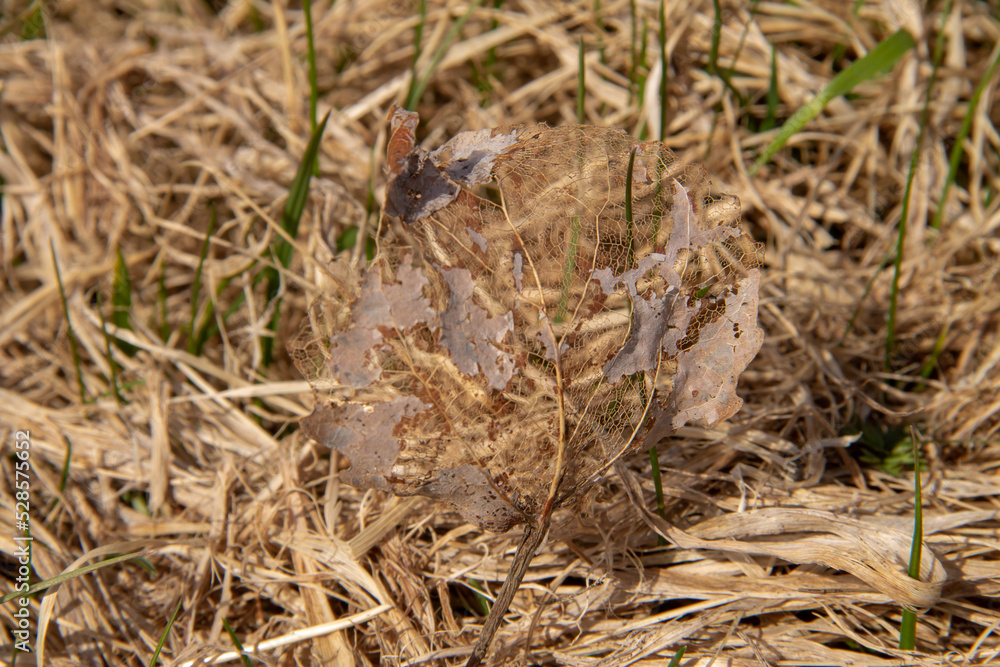 autumn leaf tired lying on the grass close-up autumn leaf tired lying on the grass close-up