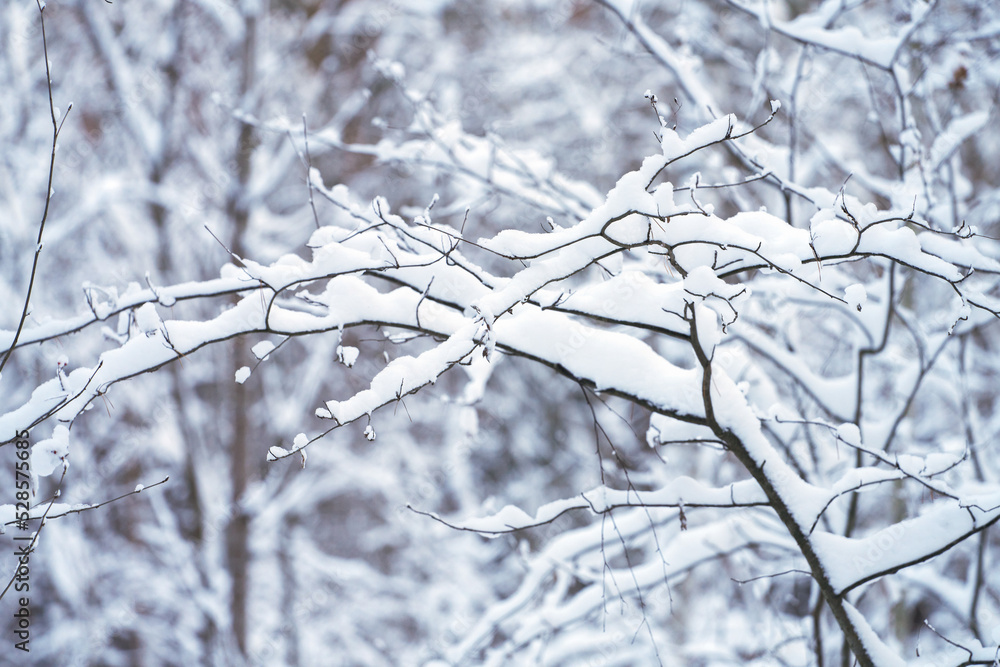 Snow-covered forest. Tree branches under a layer of snow. Selective focus. Snow-covered forest. Tree branches under a layer of snow. Selective focus.