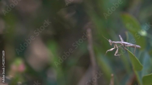 Small praying mantis leaping in slow motion, Israel
Medium shot from Jerusalm israel, 2022
 photo