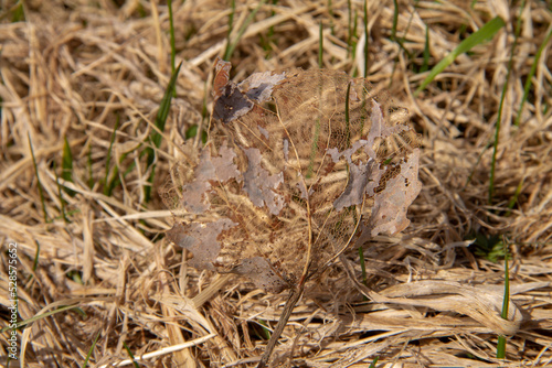 autumn leaf tired lying on the grass close-up