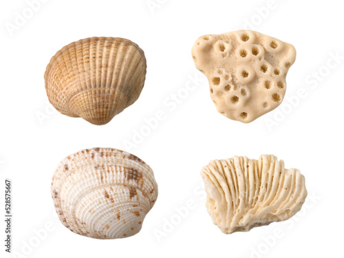 Seashells and corals isolated transparent png
