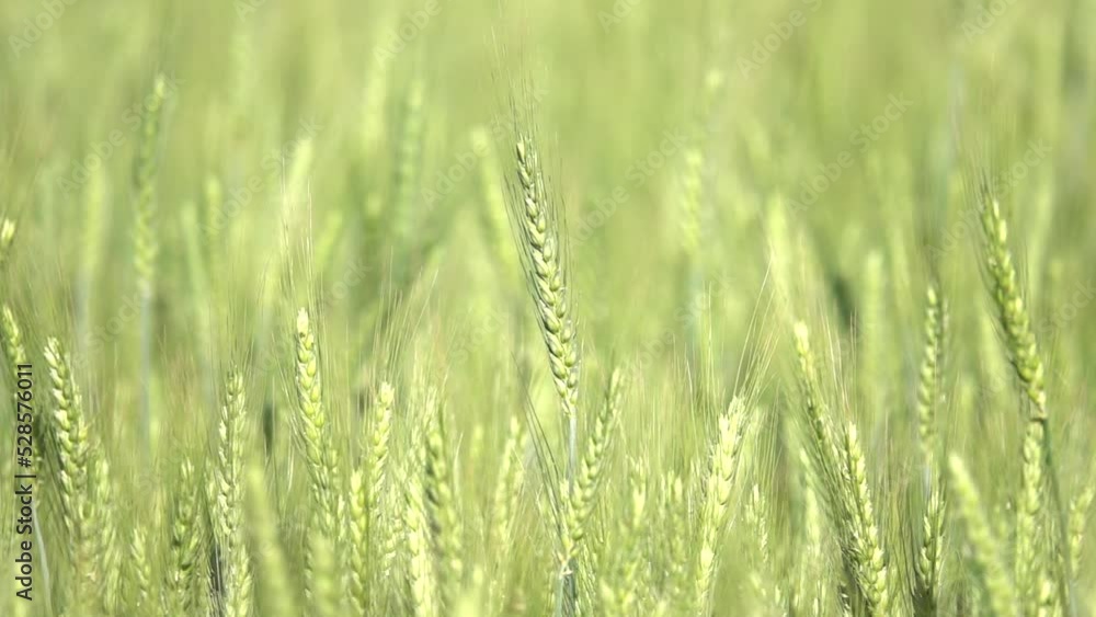 Green wheat field swaying, Slow motion, 2022
Beautiful slow motion shot from Israel, 2022
Green wheat field swaying, Slow motion, 2022
Beautiful slow motion shot from Israel, 2022