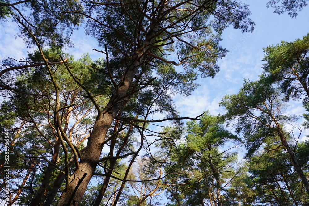 Obraz premium Looking up to the top of spruce branches towards the blue sky in the summertime. Pirita, Tallinn, Estonia. August 2022