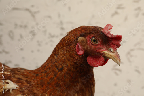 Beautiful red chicken on light background. Domestic animal