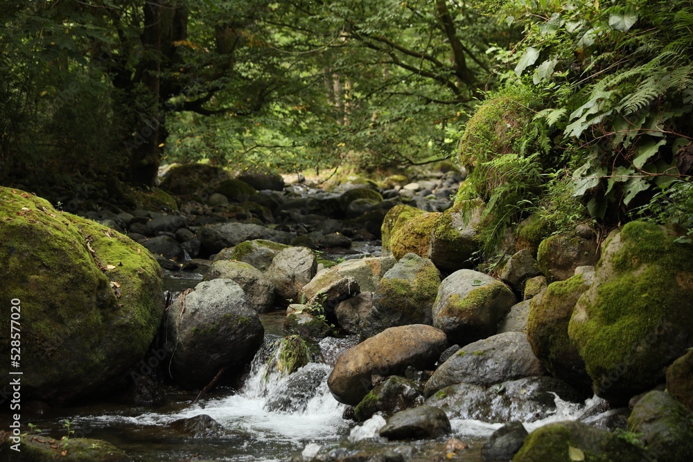 Picturesque view of mountain stream, stones and green plants in forest