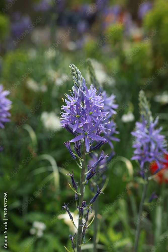 Obraz premium Beautiful Camassia growing outdoors, closeup. Spring season
