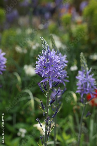 Beautiful Camassia growing outdoors  closeup. Spring season