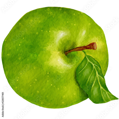 Juicy green apple.Watercolor illustration of a ripe fruit.