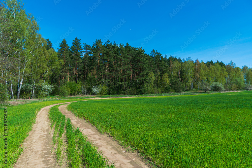 A dirt road runs along an agricultural field and forest.  Beautiful autumn landscape in nature. Poor road quality for logistics and cargo transportation.