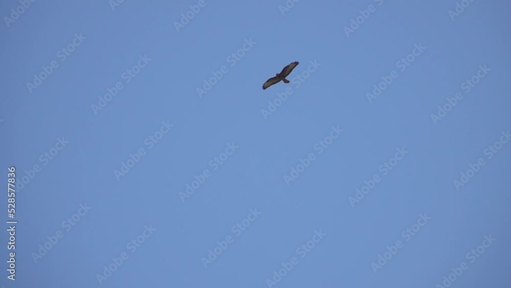 Bird of prey in sky, Israel
Israel wildlife band nature, 2022
Bird of prey in sky, Israel
Israel wildlife band nature, 2022
