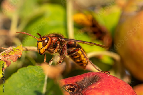 Two European Hornets (Vespa crabro germana) cutting holes in ripe apples in order to eat the sweet flesh. 