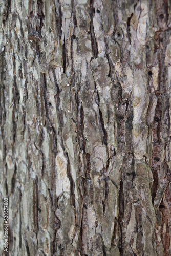 Wood and naturel patterns