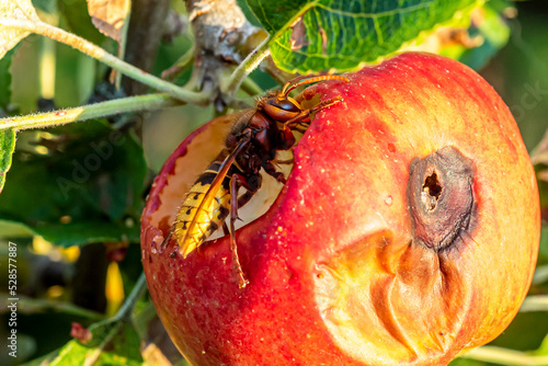 A European Hornet (Vespa crabro germana) cutting holes in ripe apples in order to eat the sweet flesh.
 photo