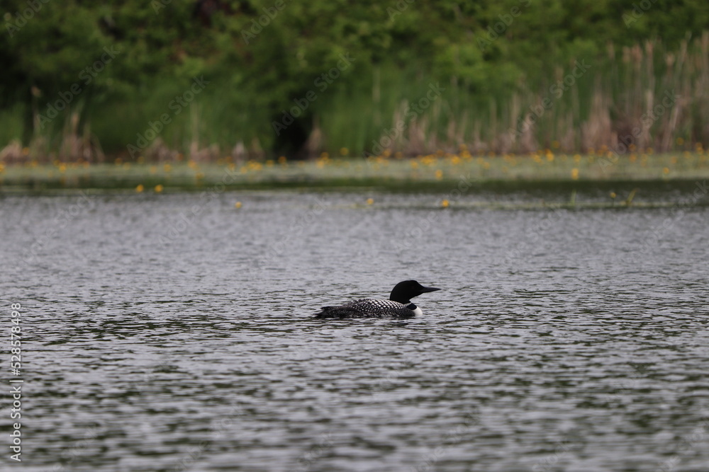 Fototapeta premium Autumn Scenery in Northern Minnesota 