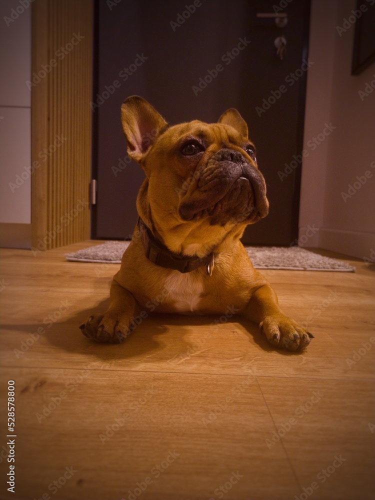 Buldog francuski (french bulldog) - obrazy, fototapety, plakaty 