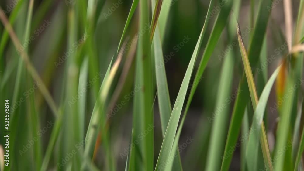 Green leaves swaying in slow motion
Close up shot of Green leaves, 2022
Green leaves swaying in slow motion
Close up shot of Green leaves, 2022