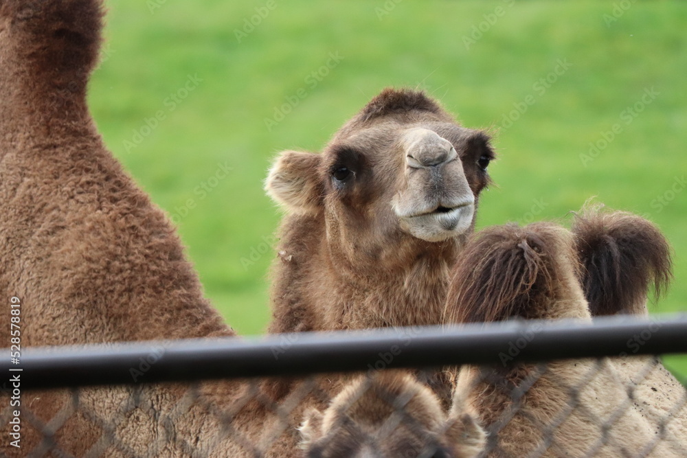 Obraz premium portrait of a camel