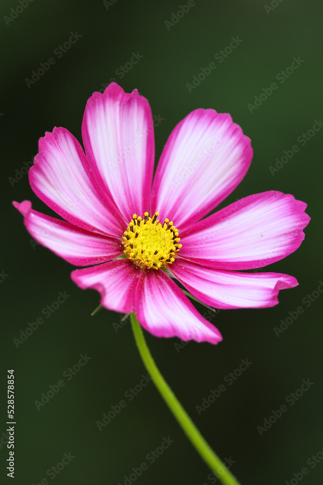 Close-up view of beautiful pink and white flower