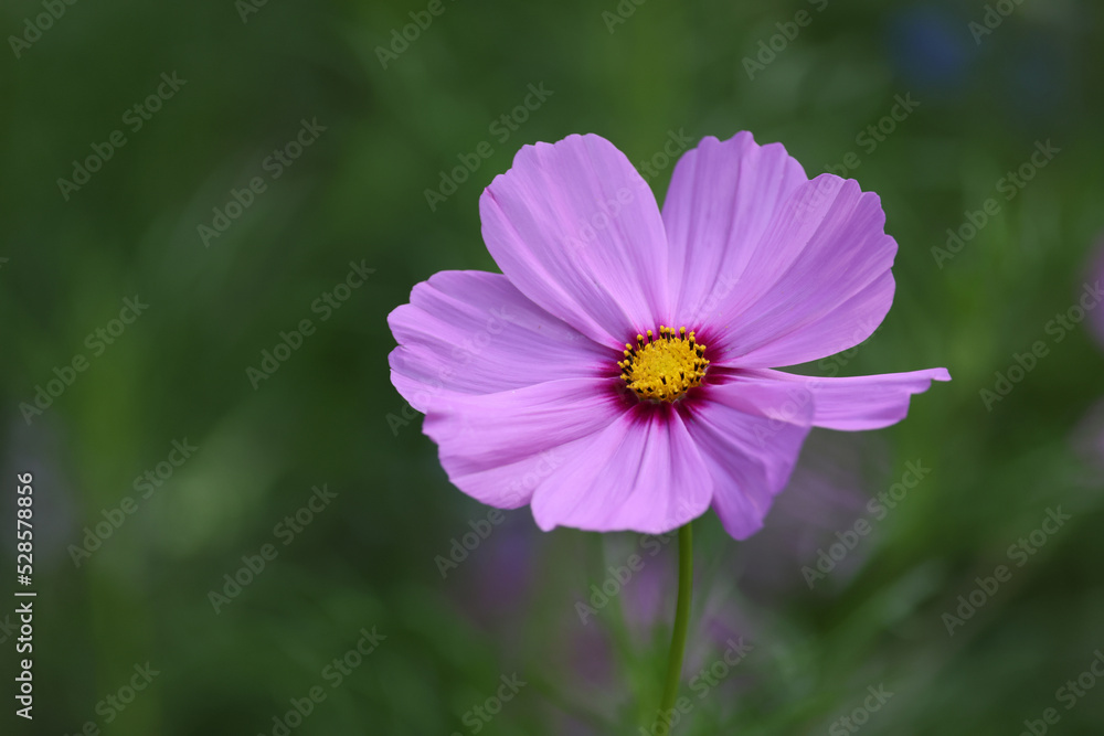 Close-up view of beautiful purple flower Close-up view of beautiful purple flower