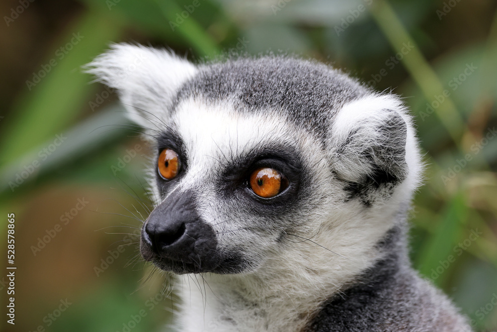 Ring-tailed monkey, lemur catta, portrait