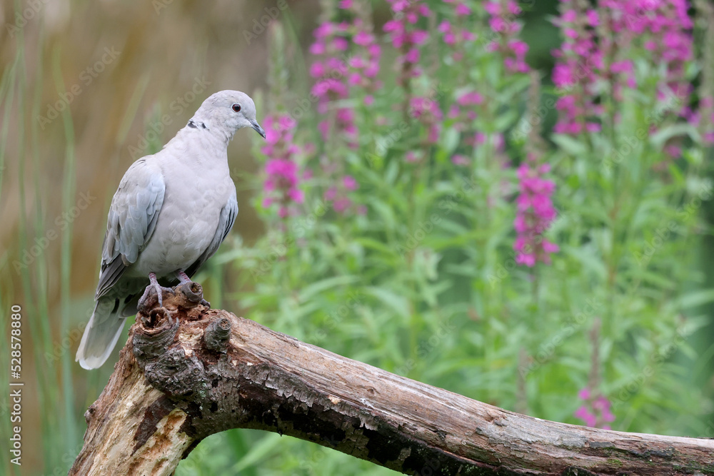 The Eurasian collared dove, Streptopelia decaocto The Eurasian collared dove, Streptopelia decaocto
