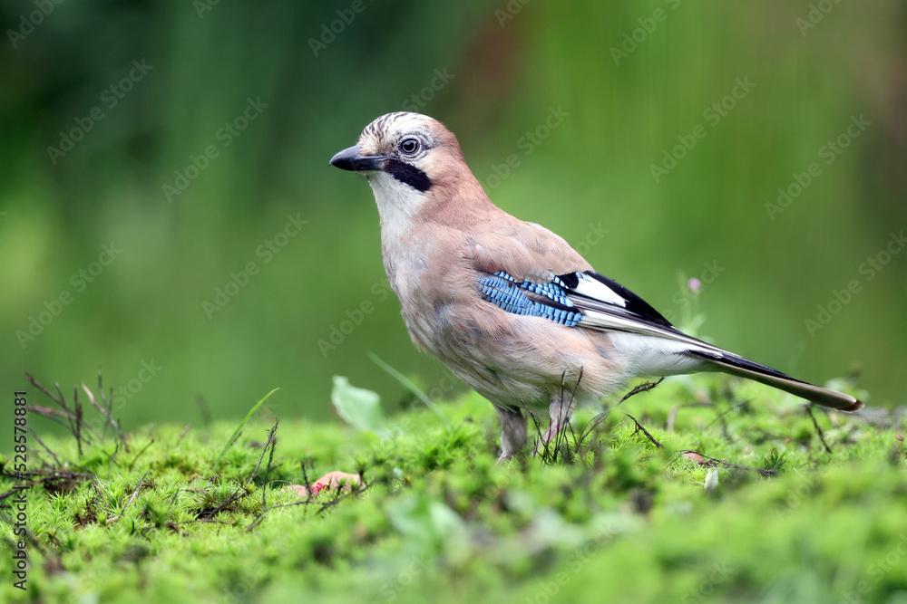 Closeup of Eurasian jay, Garrulus glandarius Closeup of Eurasian jay, Garrulus glandarius