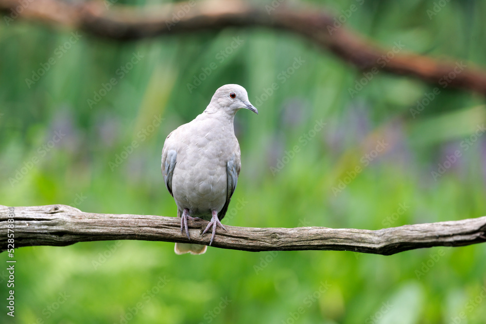 The Eurasian collared dove, Streptopelia decaocto The Eurasian collared dove, Streptopelia decaocto
