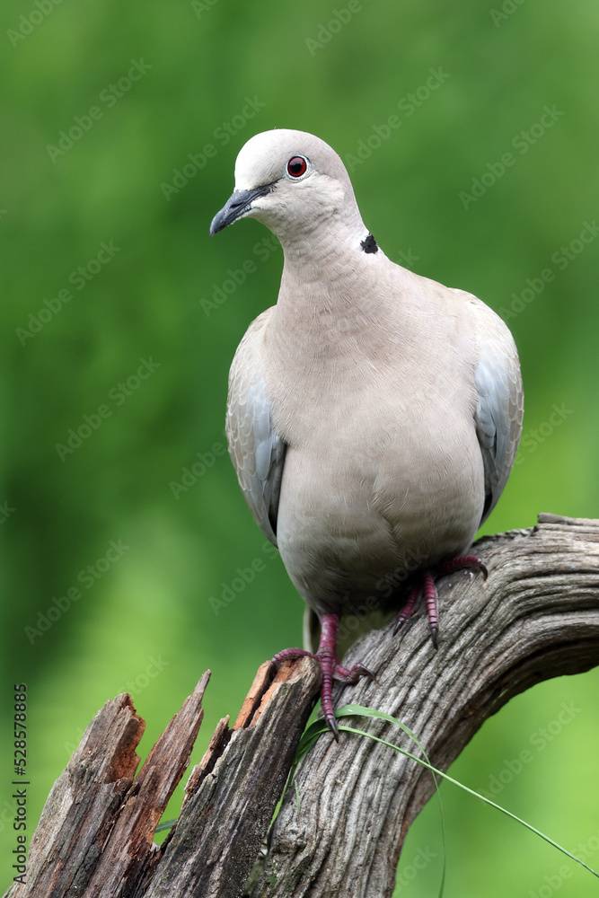 The Eurasian collared dove, Streptopelia decaocto The Eurasian collared dove, Streptopelia decaocto