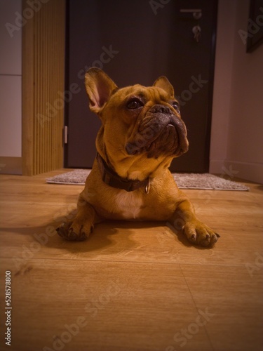 Buldog francuski (french bulldog)