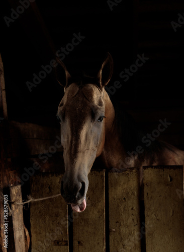 Portrait of a brown horse with its tongue hanging out. Low key, Selective focus
