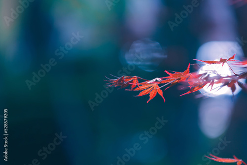 Abstract autumn background. Minimalistic landscape. Vibrant red maple leaves close up. Tree branches with bright foliage on a blue blurred background. Japanese maple leaf. Seasonal wallpaper