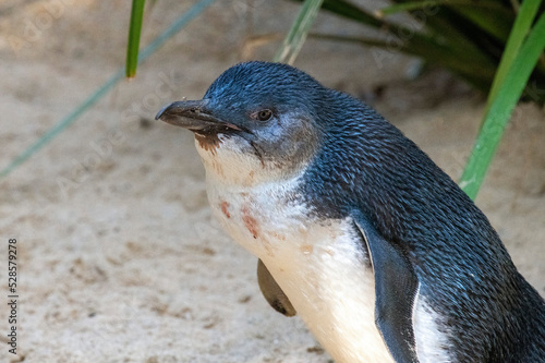 Little Blue Penguin ( Eudyptula minor) photo