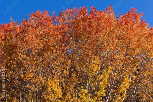 Low angle shot of beautiful trees changing the color of their  leaves for autumn photo