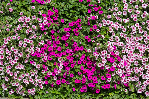 Multi-colored petunia. Bright floral background. A hedge of Petunia flowers. Decorative garden in summer