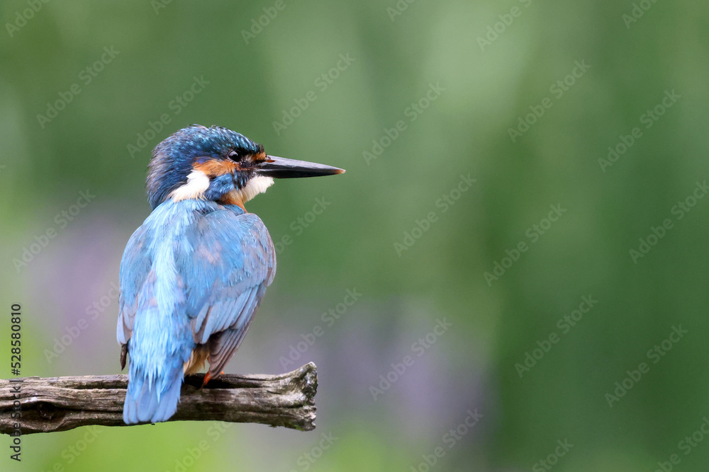 The common kingfisher, Alcedo atthis, also known as the Eurasian kingfisher and river kingfisher The common kingfisher, Alcedo atthis, also known as the Eurasian kingfisher and river kingfisher