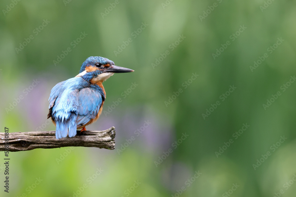 The common kingfisher, Alcedo atthis, also known as the Eurasian kingfisher and river kingfisher The common kingfisher, Alcedo atthis, also known as the Eurasian kingfisher and river kingfisher