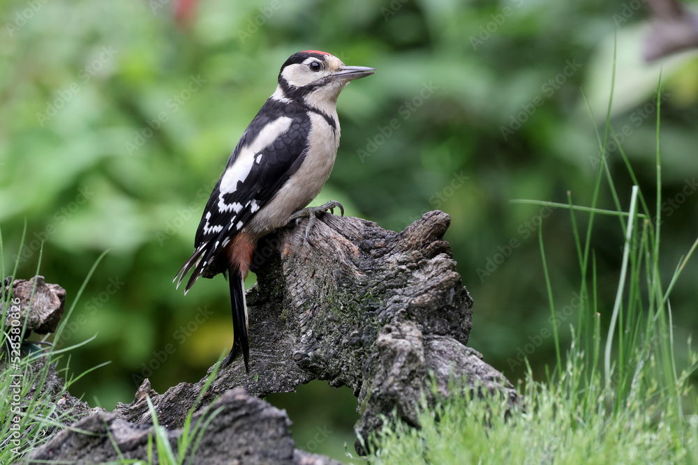 Closeup of a Great spotted woodpecker (Dendrocopos major) sitting on tree Closeup of a Great spotted woodpecker (Dendrocopos major) sitting on tree
