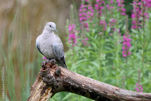 The Eurasian collared dove, Streptopelia decaocto