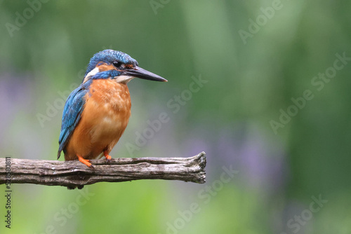 The common kingfisher, Alcedo atthis, also known as the Eurasian kingfisher and river kingfisher © Edwin Butter