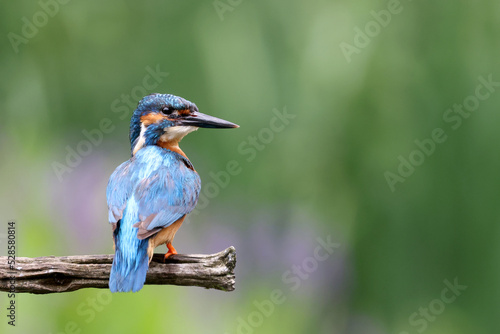 The common kingfisher, Alcedo atthis, also known as the Eurasian kingfisher and river kingfisher