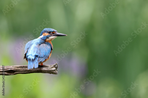 The common kingfisher, Alcedo atthis, also known as the Eurasian kingfisher and river kingfisher