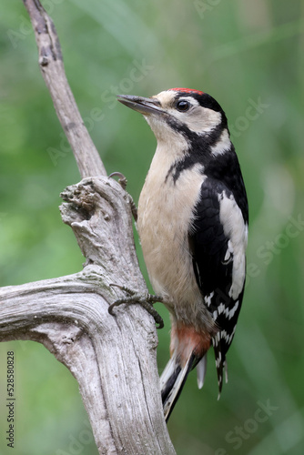 Closeup of a Great spotted woodpecker (Dendrocopos major) sitting on tree © Edwin Butter